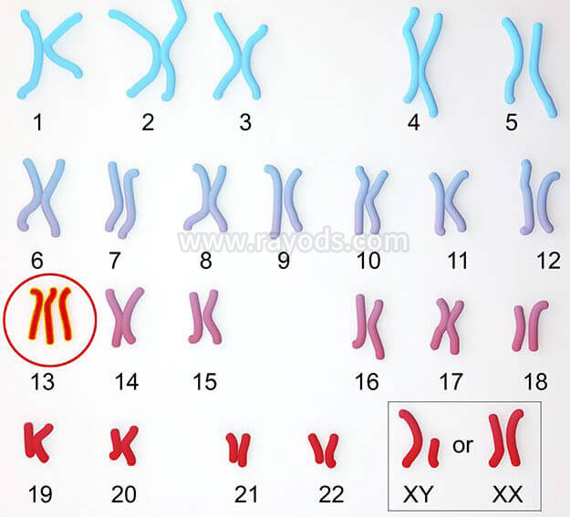 PGD/PGS的适应人群